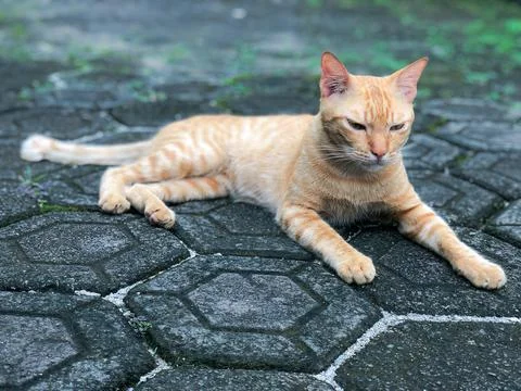 Ginger tabby sprawled on patterned paving, relaxed attitude. Stock Photos