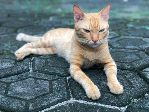Ginger tabby staring forward, relaxed street pet portrait. Stock Photos