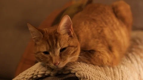 Ginger tabby tom cat relaxing Vídeo Stock 123799452