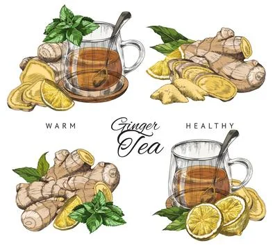 Ginger tea with lemon, honey, mint and chamomile - color vector sketch label Ilustración de archivo