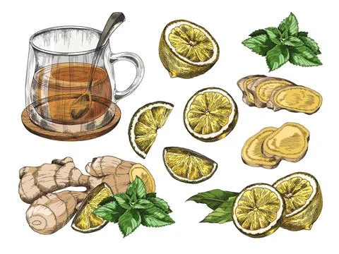 Ginger tea vector set. Hot herbal drink in glass cup: lemon, ginger root whole Stock Illustration