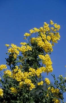 Ginger thomas Tecoma stans Yellow trumpet flower sometimes also as a yellow Foto stock