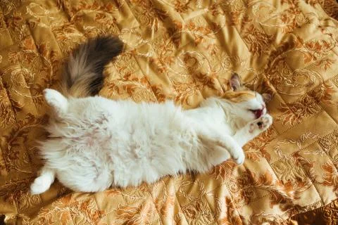 Ginger three color cat is lying on bed and washing. Warm toning image. Life.. Stock Photos