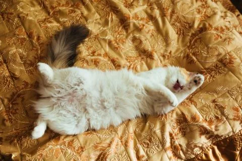Ginger three color cat is lying on bed amd washing. Warm toning image. Lifestyle Stock Photos