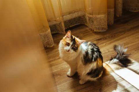 Ginger three color cat is ready to jump on table. Warm toning image. Lifestyle p Stock Photos