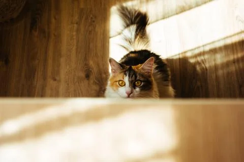 Ginger three color cat is ready to jump on table. Warm toning image. Lifestyle p Stock Photos