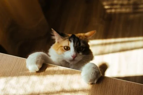 Ginger three color cat Scrambles on table. Focus on soft paws. Warm toning image Stock Photos