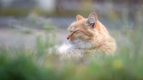 Ginger tired cat lying in nature. Stock-Footage 95420071