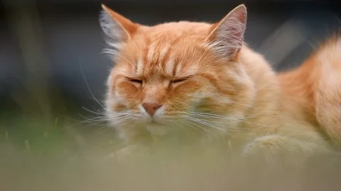 Ginger tired cat lying in nature. Stock-Footage 95420076