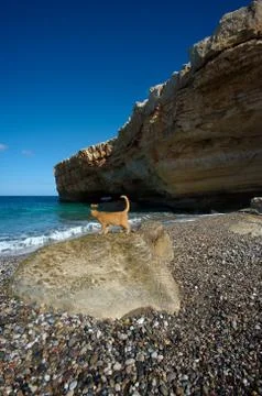 Ginger tom cat on beach Foto stock