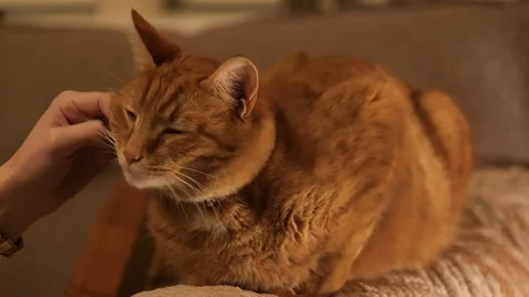 A ginger tom cat being stroked Vídeo Stock 123820497