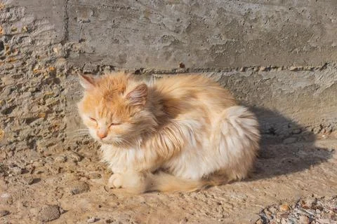 Ginger tom cat close up horizontal portrait from the side - Domestic Pets Stock Photos