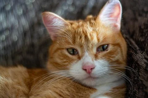Ginger tom cat close up horizontal portrait from the side - Domestic Animals Stock Photos