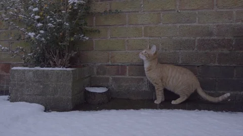 Ginger Tom Cat experiencing snow for the first time Vídeo Stock 124286012