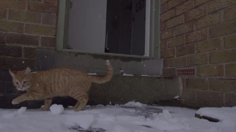 Ginger Tom Cat experiencing snow for the first time Vídeo Stock 124286156