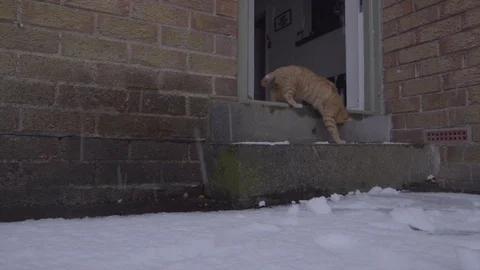 Ginger Tom Cat experiencing snow for the first time Vídeo Stock 124286382