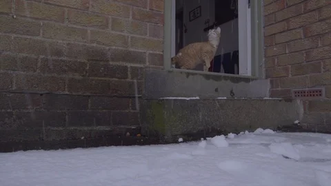 Ginger Tom Cat experiencing snow for the first time Vídeo Stock 124286475