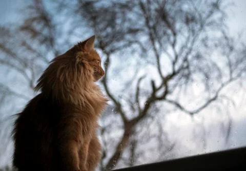 Ginger Tom Cat looking out of window Stock Photos