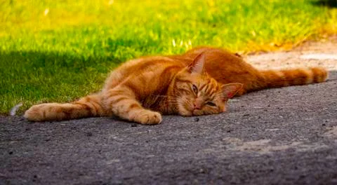 Ginger Tom Cat lying awkwardly Stock Photos