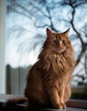 Ginger Tom sitting on window ledge Stock Photos