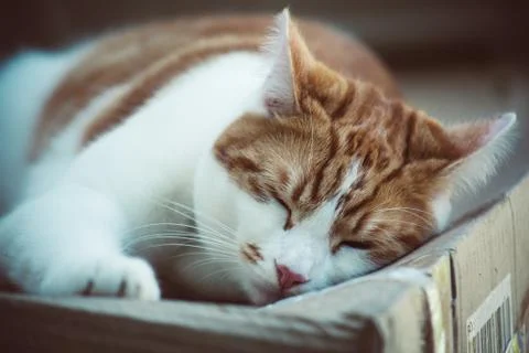 Ginger Tomcat Stock Photos