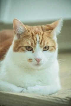 Ginger Tomcat Stock Photos