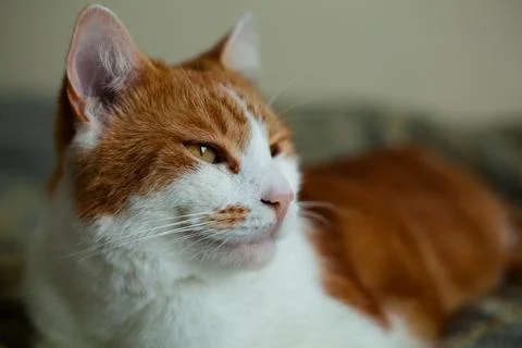 Ginger Tomcat Stock Photos