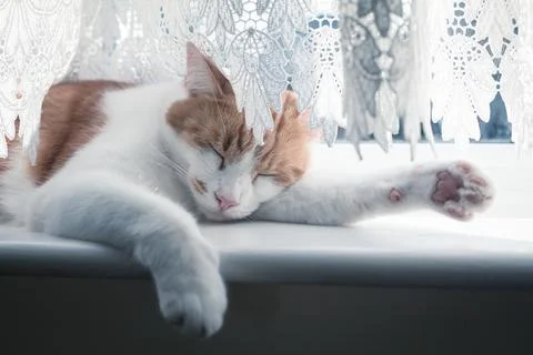 Ginger Tomcat Stock Photos