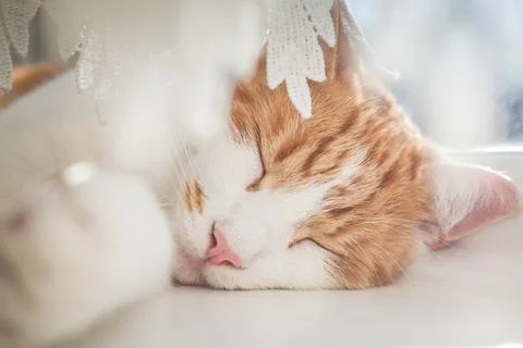 Ginger Tomcat Stock Photos