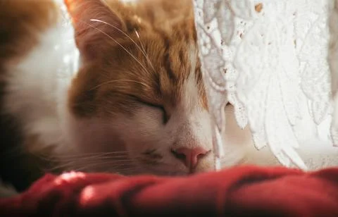 Ginger Tomcat Stock Photos