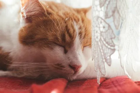 Ginger Tomcat Stock Photos