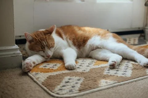 Ginger Tomcat Stock Photos