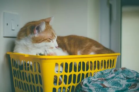 Ginger Tomcat Stock Photos