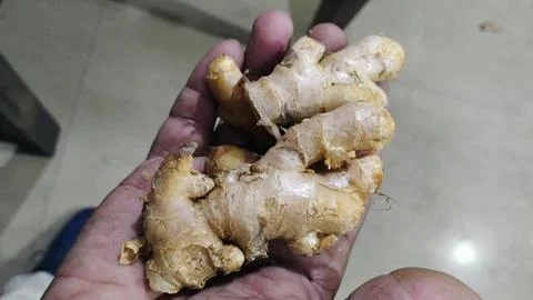 Ginger is an underground modified stem. It grows horizontally inside the soil. Stock Photos