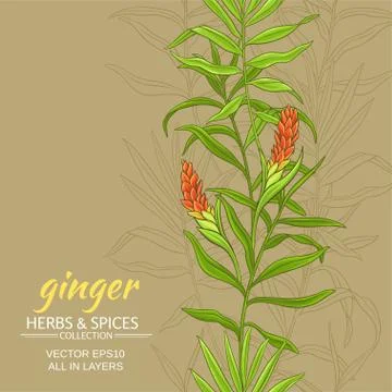 Ginger vector background Stock Illustration