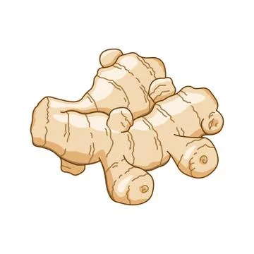 Ginger vector colored botanical illustration Stock Illustration