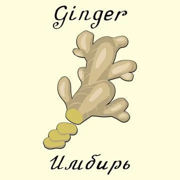 Ginger. Vector drawing and hand-lettering. In English and Russian texts Stock Illustration