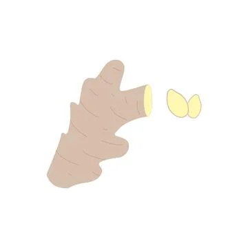Ginger vector. ginger on white background. free space for text. copy space. Illustrazione stock