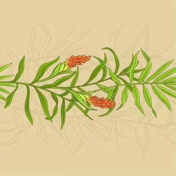 Ginger vector pattern Stock-Illustration