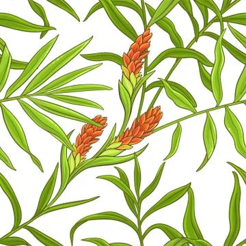 Ginger vector pattern 库存插图