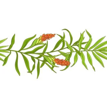 Ginger vector pattern 库存插图