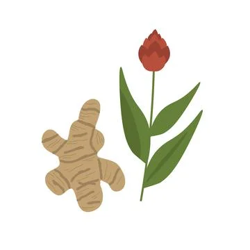 Ginger vector plant Stock Illustration