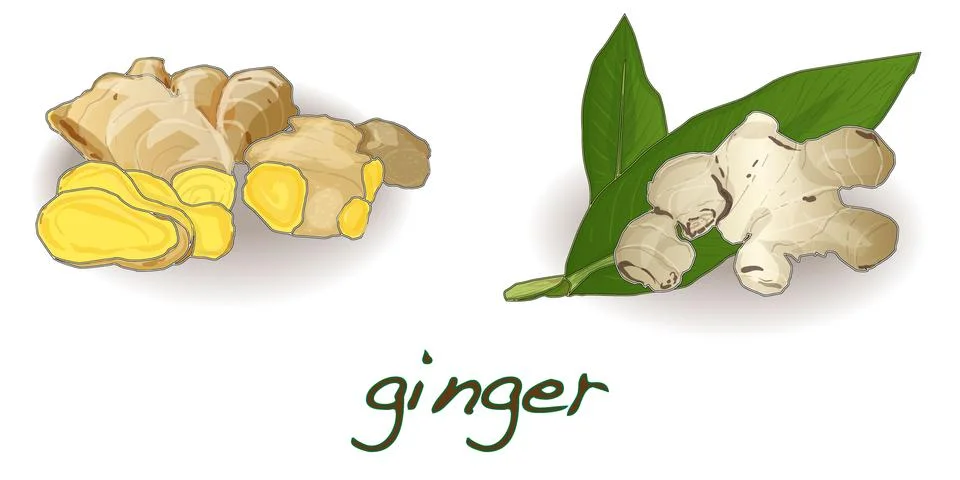 Ginger on white background Stock Illustration