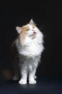 Ginger White Cat isolated over black background. Animal portrait Stock Photos