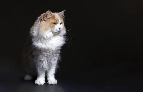 Ginger White Cat isolated over black background. Animal portrait Stock Photos