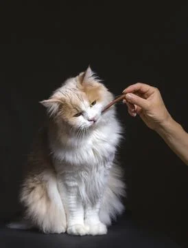 Ginger White Cat isolated over black background. Animal portrait Stock Photos