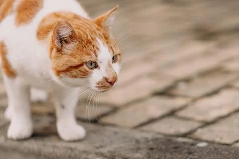 Ginger white cat on a paved surface Stock Photos