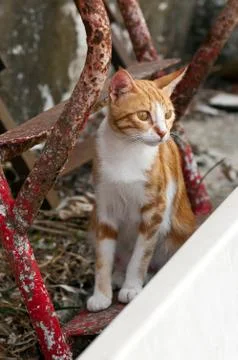Ginger-white cat Stock Photos