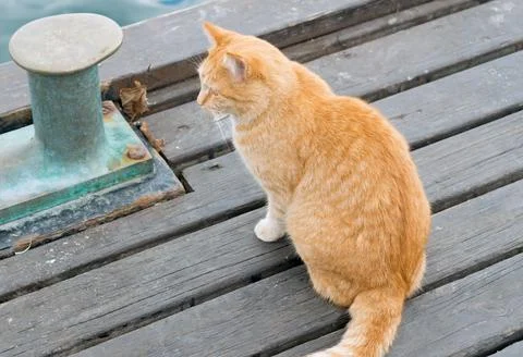 A ginger-white cat Stock Photos