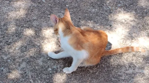 Ginger white cat scratching neck outdoor sunny day Stock Footage 337470826